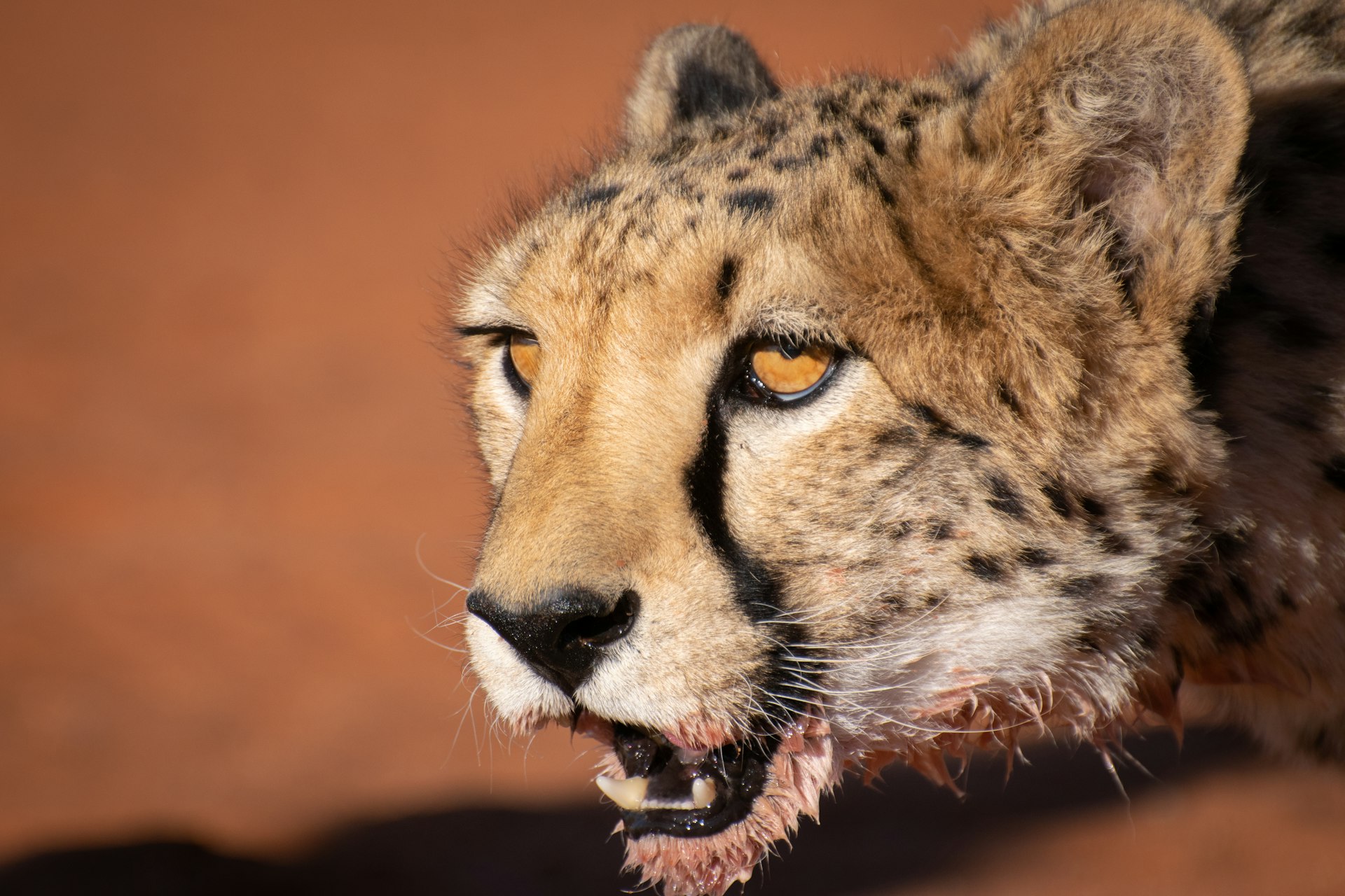 a close up of a cheetah with its mouth open